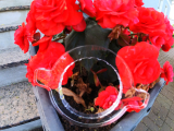 GARDENA OS 140 Ring zum Entfernen der �berwurfmutter 8223, 8220